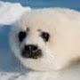 @Sealthedeal0978
