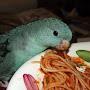 @spaghettibird5135
