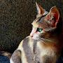 @ashishtripathi5384