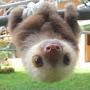 @slothyoutube