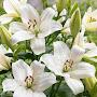 @lillymotilal8548