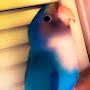@samthebirdoffical