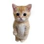 @giahuynguyentruong7068