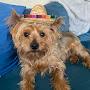 @Sombrero-Wearing-Dog