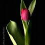 @tazeenfatima1019