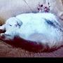 @queenwheatwheat5121