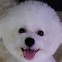 @user-cuttybichon