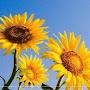 @khajamoinuddin7706