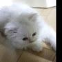 @기스페인바라