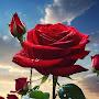 @future20667