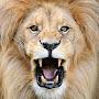 @mehrabahmed6550