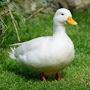 @theceo_ofducks