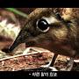 @참새-l4v