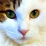 @fazabor8869