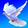 @ahmedbenabdessalemm.3543