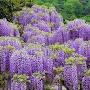 @purpleflowers6811