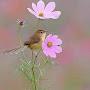 @shabghouri2907