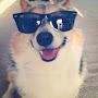 @ahappydogwithsunglasses