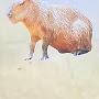 @CapybaraRich