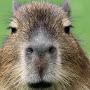 @capybara.comments
