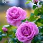 @chithrausha2665