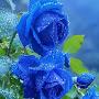 @Walentina15