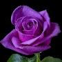 @Queen.noor15
