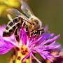 @Knapweed