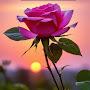@InanAhmed-ow3sn
