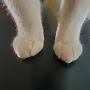 @cattoes1609
