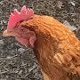 @Pigeonpets1414