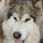 @malamuteparksouthural-3593