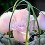 @salmasalm6463