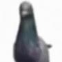 @Spinning_pigeon1009