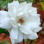 @nisreen123kamal3
