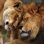 @eduardogallo6341