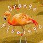 @Orangeflamingotravels