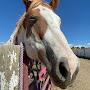 @LacyThePaintHorse