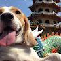 @Momo-the-Beagle.taiwan