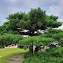 @pinetree0012