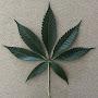 @HashGordonsGrow