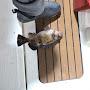 @SBJ-fishing