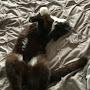 @Soxismycat