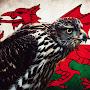 @Thewelshhawker
