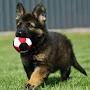 @caninesandcats2051