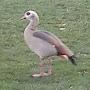 @ducklast_name4175