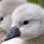 @Swans_And_Ducks