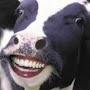 @DerpyCow56