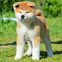 @hagakureakitainuchile2320