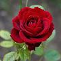 @kashfiya09Ansari